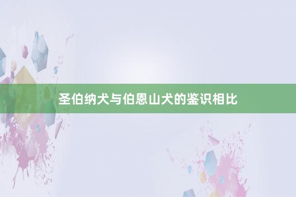 圣伯纳犬与伯恩山犬的鉴识相比